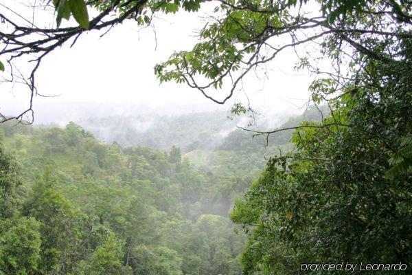 The Canopy Rainforest Treehouses & Wildlife Sanctuary Tarzali