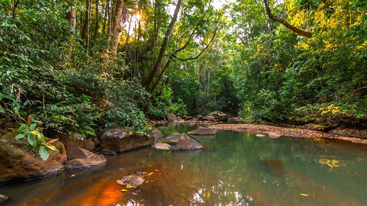 The Canopy Rainforest Treehouses & Wildlife Sanctuary *